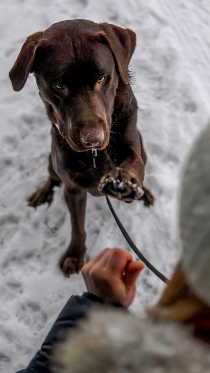 Chocolate Labrador raising a paw in snow with a hand giving a leash