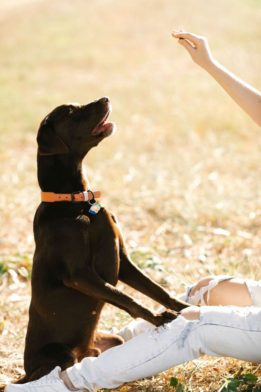Chocolate Labrador standing on its hind legs for a treat