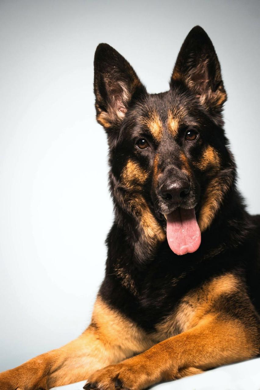 German Shepherd lying down on a white backdrop