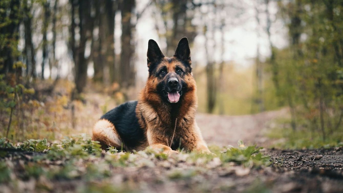 German Shepherd lying on a forest path