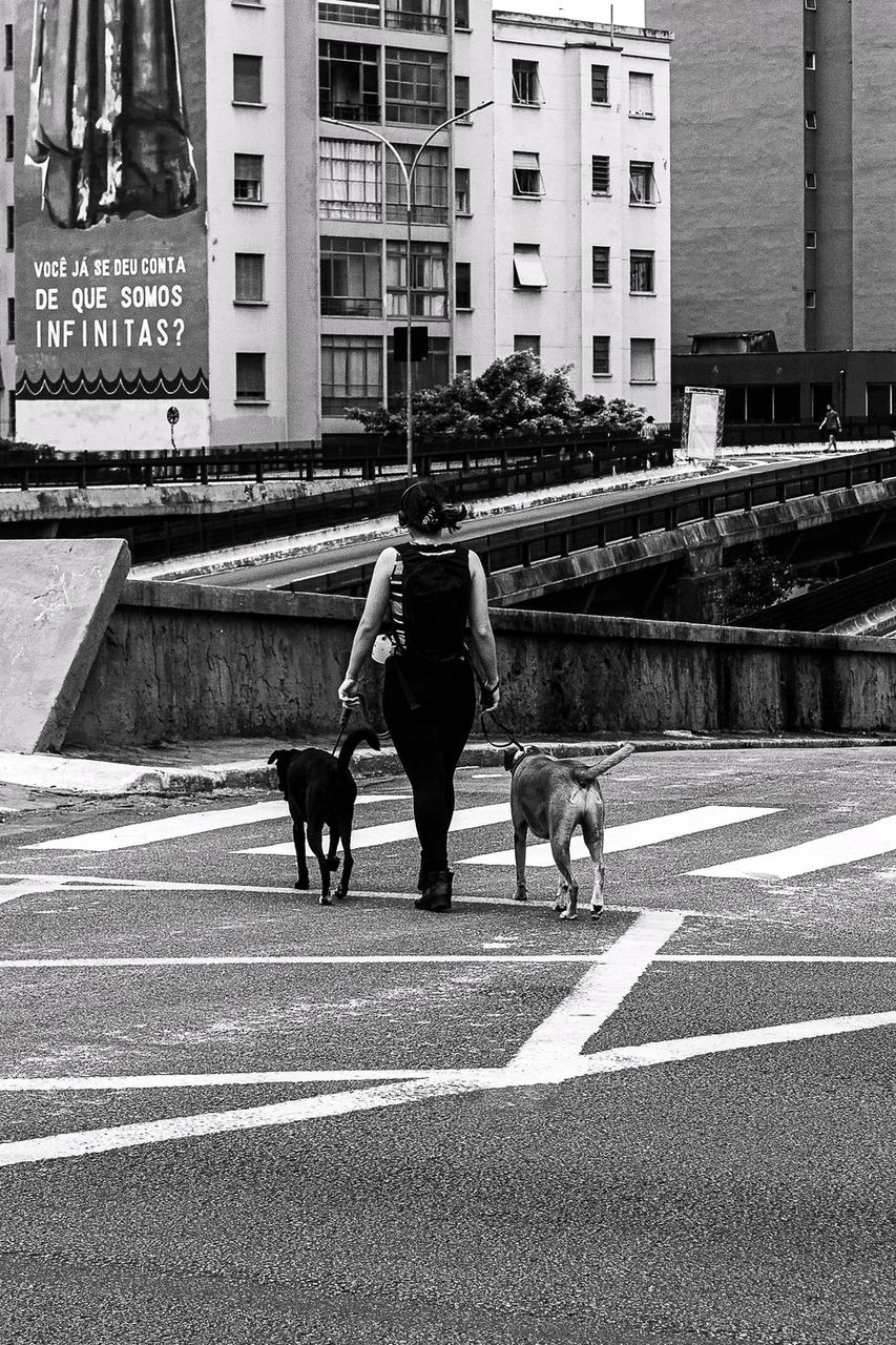 A person walking two dogs across a city crossing in black and white