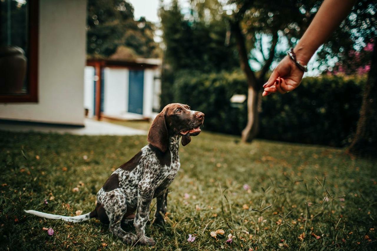 Pointer puppy sitting for a hand signal in a garden