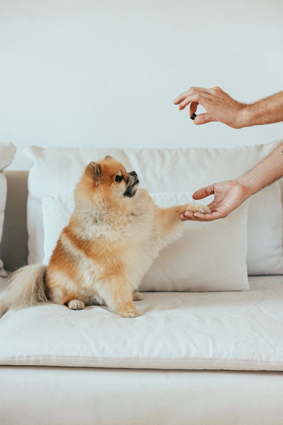 Pomeranian placing a paw in a hand on a white sofa