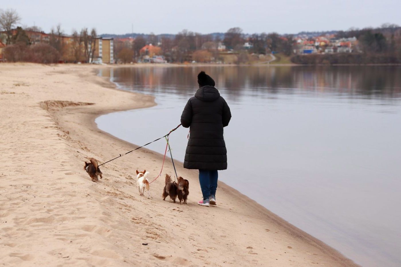 A woman walking three small dogs on a quiet lake beach